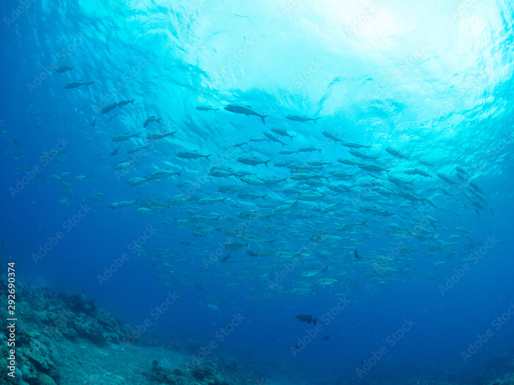 Fototapeta premium パラオ_コロール_スキューバダイビング