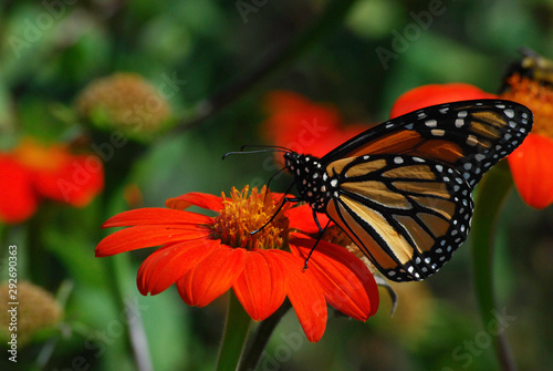 Monarch Butterfly on red Daisey-like flower