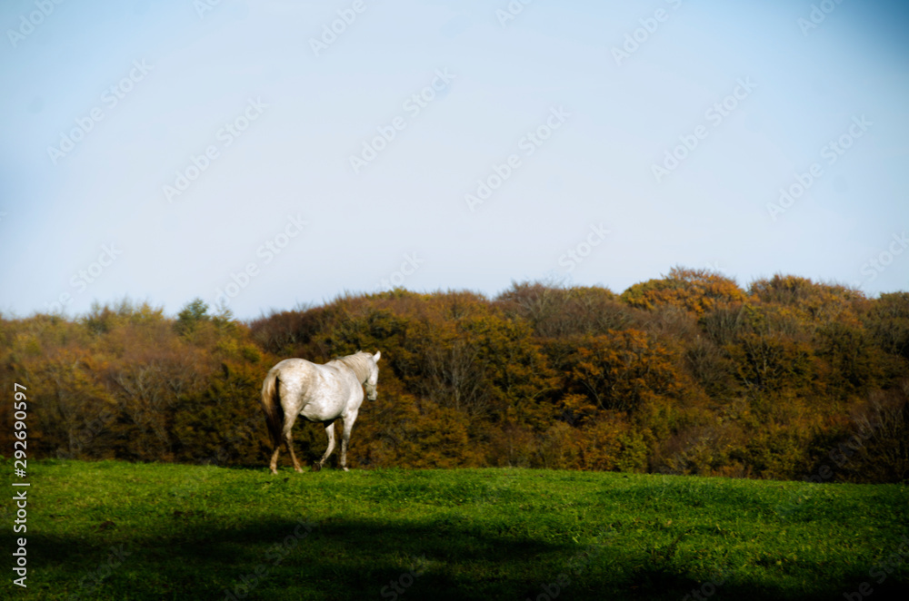 Fototapeta premium Horse in Scandinavian forest in autumn