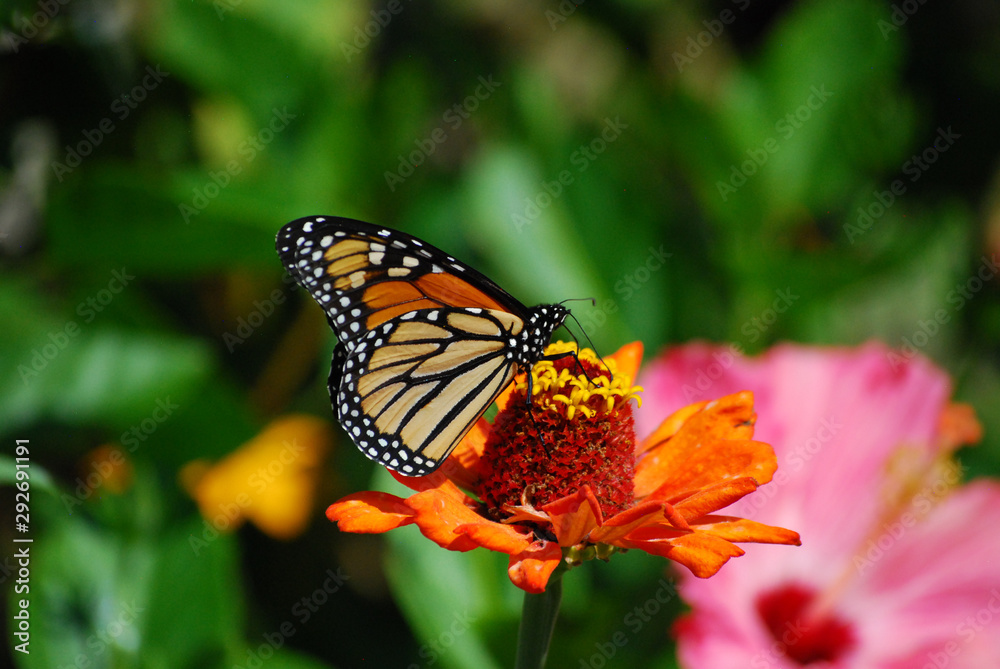 Fototapeta premium Monarch Butterfly on Orane Flower with wings spread