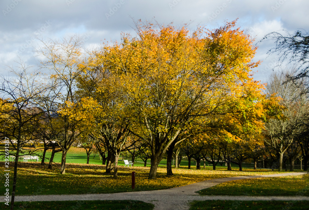 Beautiful Scandinavian forest with many colours in Autumn Beautiful Scandinavian forest with many colours in Autumn