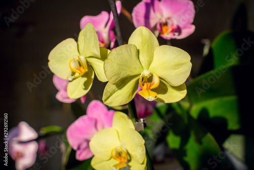 Beautiful blooming yellow and pink fresh orchids  growing in spring. Exotic tropical flower. Decorative houseplant. 