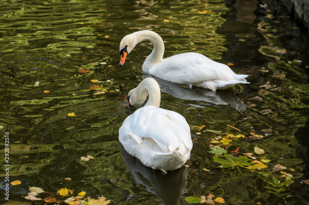 Naklejka premium Pair of bright-white swans, swimming in autumn pond with fallen leaves, dark water with green tint, selective focus