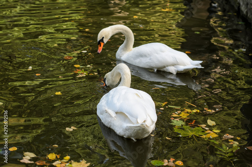 Pair of bright-white swans, swimming in autumn pond with fallen leaves, dark water with green tint, selective focus