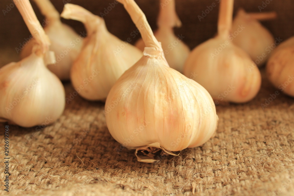 Fototapeta premium Country garlic close-up. Useful seasoning.