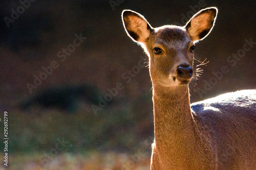 Beautiful young deer standing in the autumn forest with the autumn sunlight