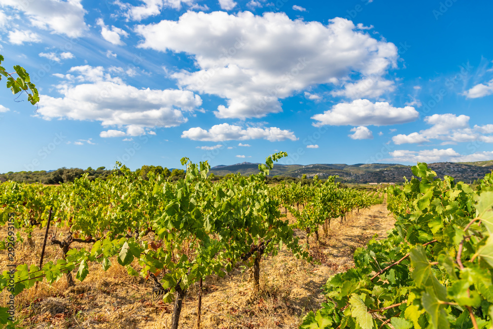 Row vine grape vineyards at Saint Jean de Fos countryside village background, France Row vine grape vineyards at Saint Jean de Fos countryside village background, France