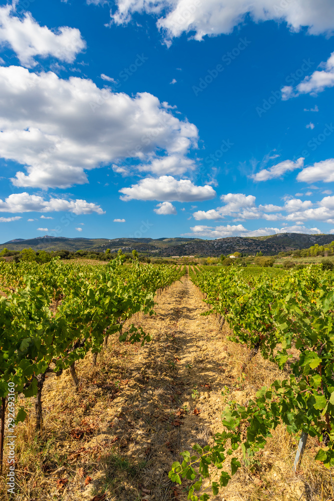 Row vine grape vineyards at Saint Jean de Fos countryside village background, France