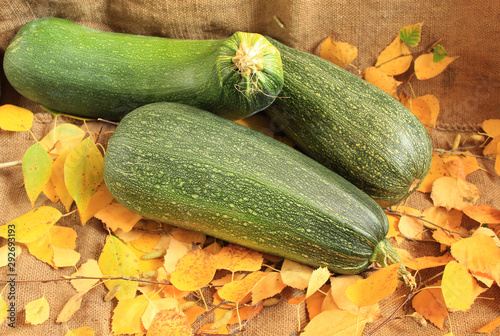  Zucchini lie on twigs of birch with yellowed leaves. Autumn.