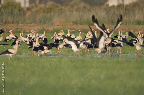 A flock of migrating white storks resting and taking off in the rice fields of the Algarve Portugal