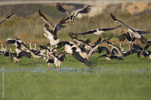 A flock of migrating white storks resting and taking off in the rice fields of the Algarve Portugal