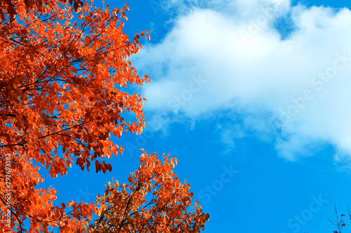 Colorful leaves tree in autumn season over blue sky