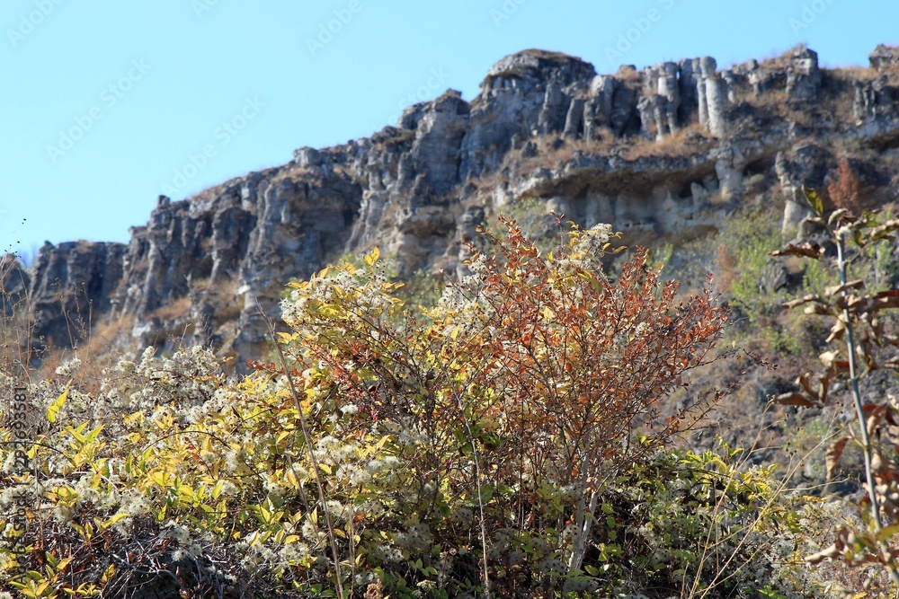 Stone forest in the area Stone forest in the area