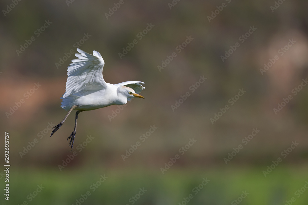 A cattle egret (Bubulcus ibis) landing on one of the rice field in Portugal. A cattle egret (Bubulcus ibis) landing on one of the rice field in Portugal.