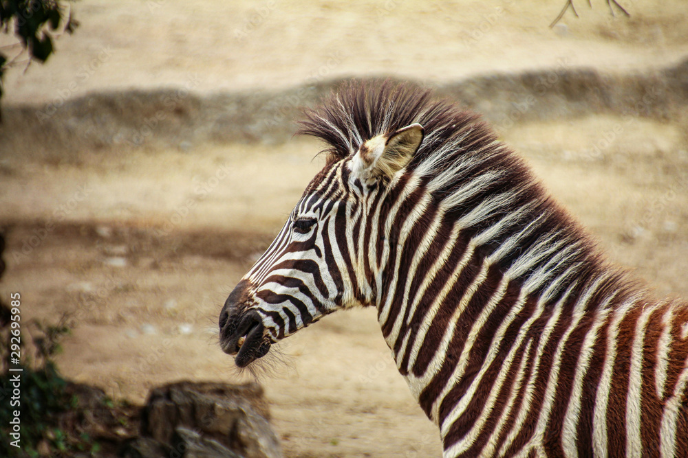 zebra - seems bored standing around zebra - seems bored standing around