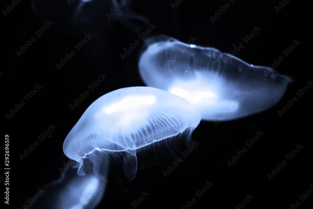 Blue jellyfish swim under water Blue jellyfish swim under water