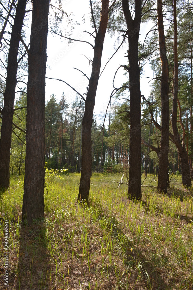 Naklejka premium Beautiful summer landscape in the forest