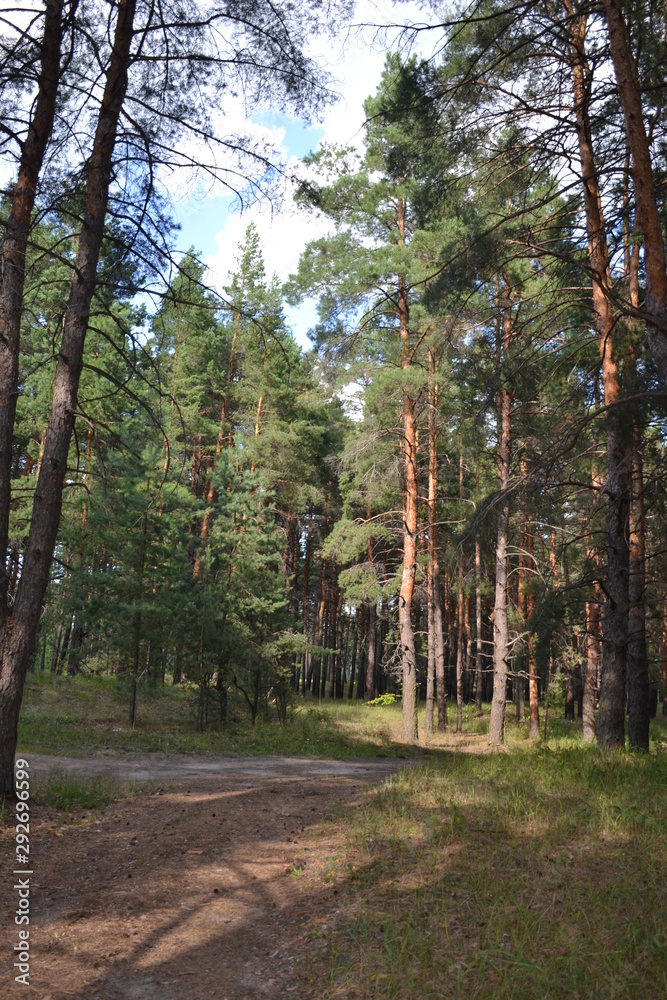 Fototapeta premium Beautiful summer landscape in the forest