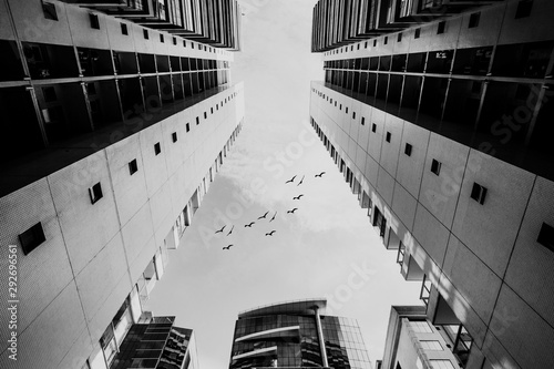 Low angle greyscale shot of tall buildings in a city with birds flying in the sky