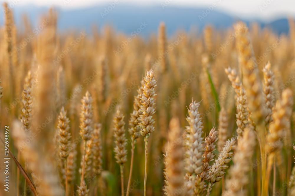 wheat yellow beautiful field with closeup spikelet wheat yellow beautiful field with closeup spikelet