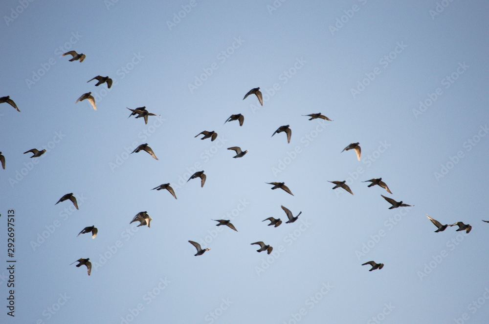 A flock of birds flapping wings and flying in the light blue sky of a sunny morning, Cantabria, Spain