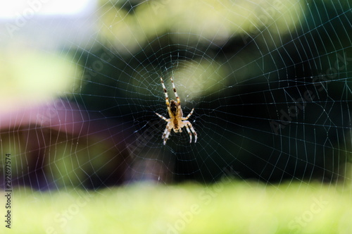 Close-up of a spider weaving its web in a garden 