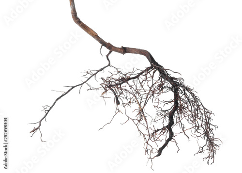 Canvas viburnum tree roots is isolated on white background