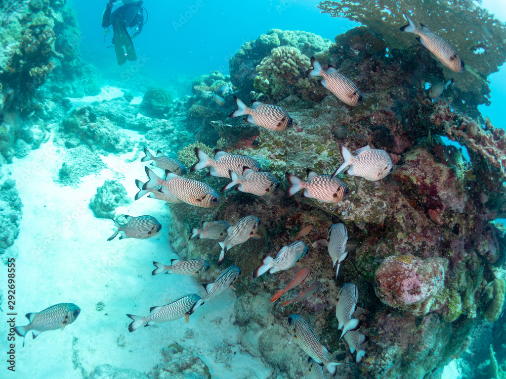 Fototapeta premium パラオ_コロール_スキューバダイビング