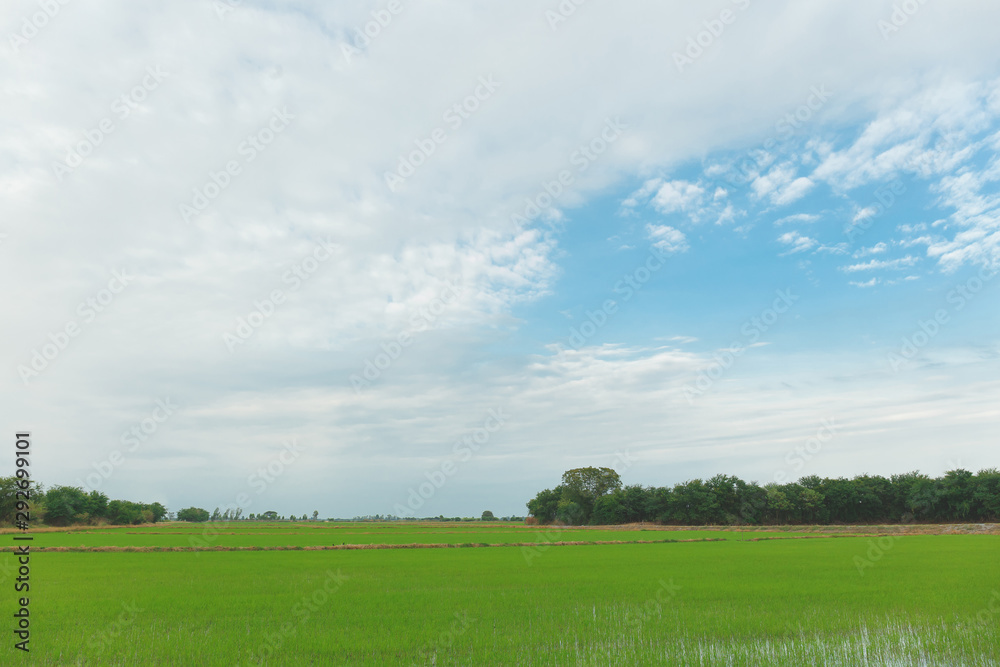 Green rice field under blue sky in Thailand.