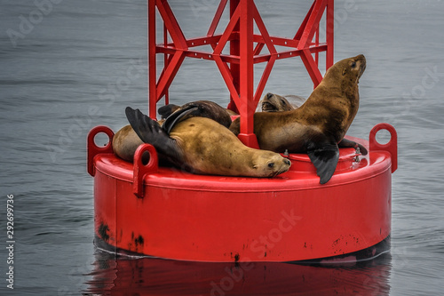 Sea LIons having a nap on a navigational buoy in Alaska Inside Passage Fototapeta