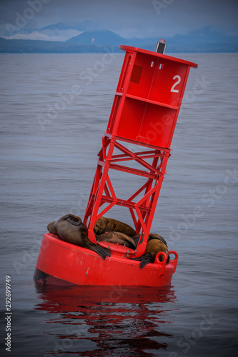 Sea LIons having a nap on a navigational buoy in Alaska Inside Passage