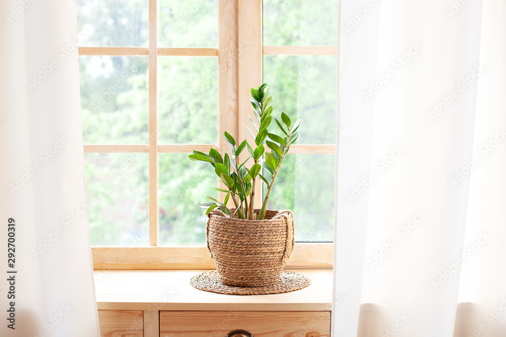 concept of home gardening. Zamioculcas in flowerpot on windowsill. Home plants on the windowsill.  Green Home plants in a pot on windowsill at home. Hygge. Boho. Rustic. Scandinavian. space for text