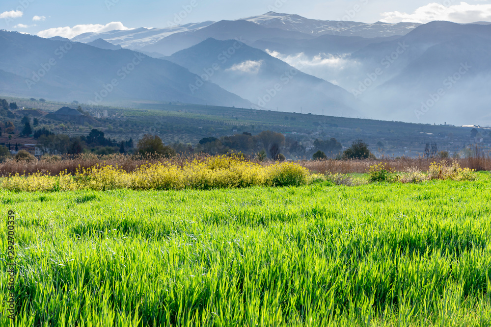 Fototapeta premium Cosecha a los pies de Sierra Nevada