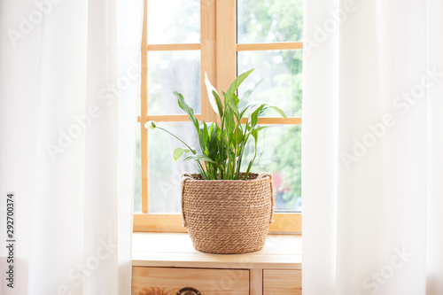 Spathiphyllum home plant in straw pot stands on a windowsill. Home plants on the windowsill. concept of home gardening. Spathiphyllum in flowerpot on windowsill at home. Scandinavian. space for text