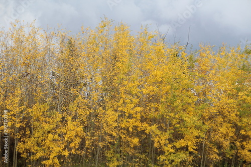 Beauty Of Autumn, Whitemud Park, Edmonton, Alberta