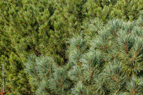 Background from branches and needles of coniferous trees.