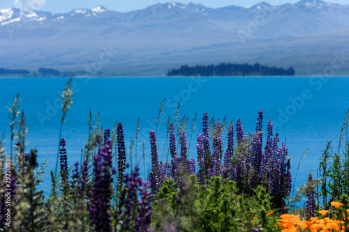 Blühende Lupinen in Neuseeland © Andrea Geiss