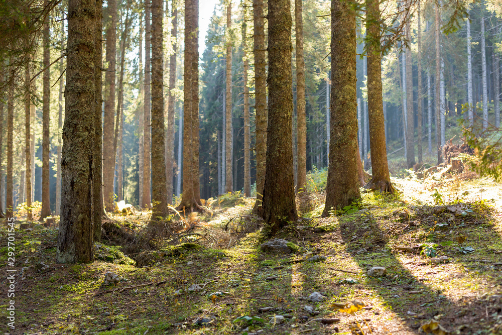 Morning sunrise light in European alps pine forest Morning sunrise light in European alps pine forest