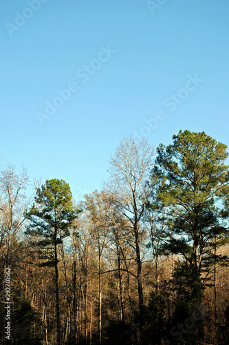 Wooded countryside in Alabama, USA, in winter.