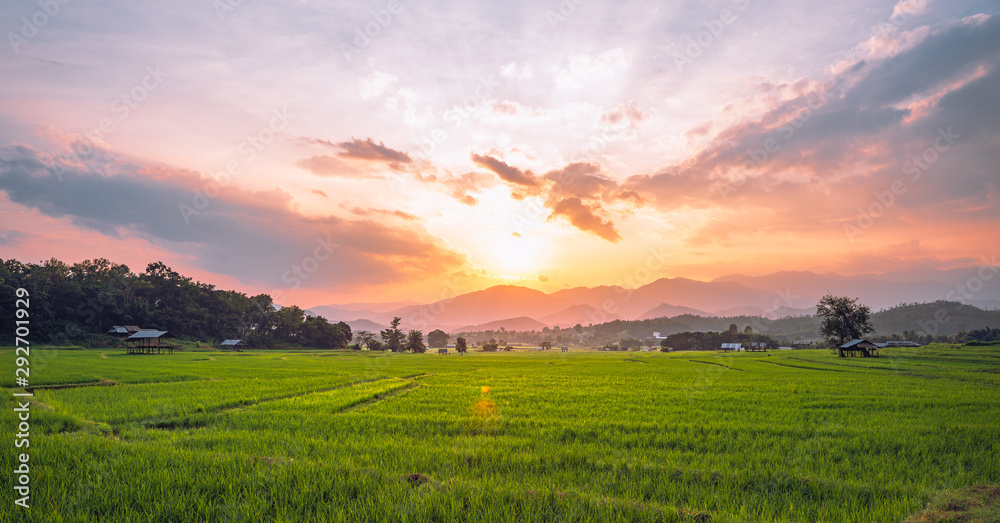 Green rice fields and mountains with evening light