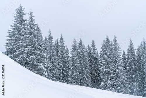 Winter mountains powder slope. Carpathians hill snow covered