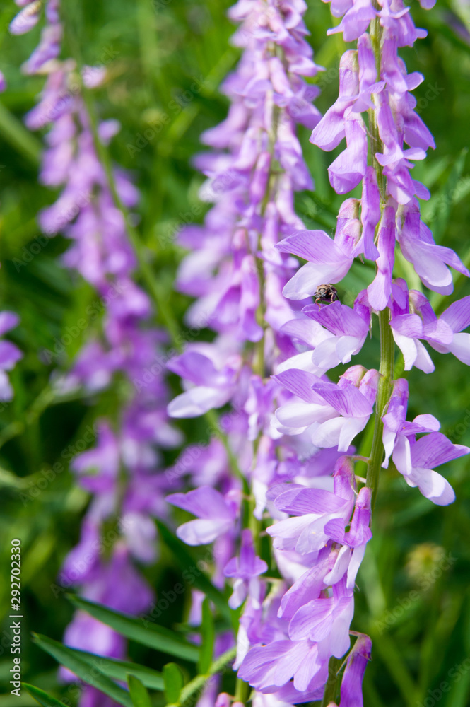 Fototapeta premium wild orich blossom in western germany