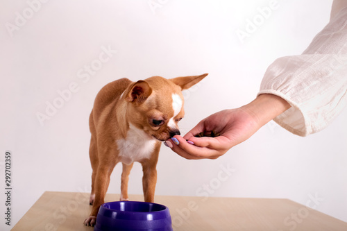 Female giving domestic pet handful of dog food on background of white wall