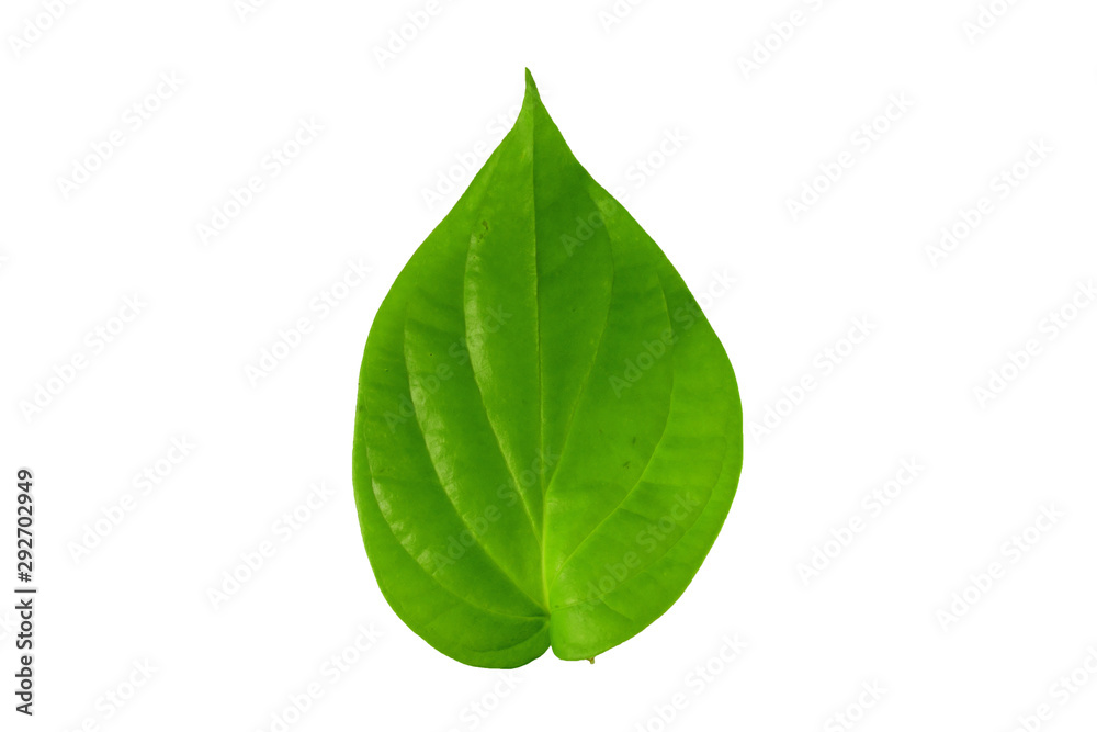 Obraz premium Green leaf and isolate white background.