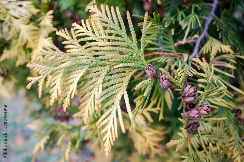 Golden green needles and cones of western thuja Golden green needles and cones of western thuja