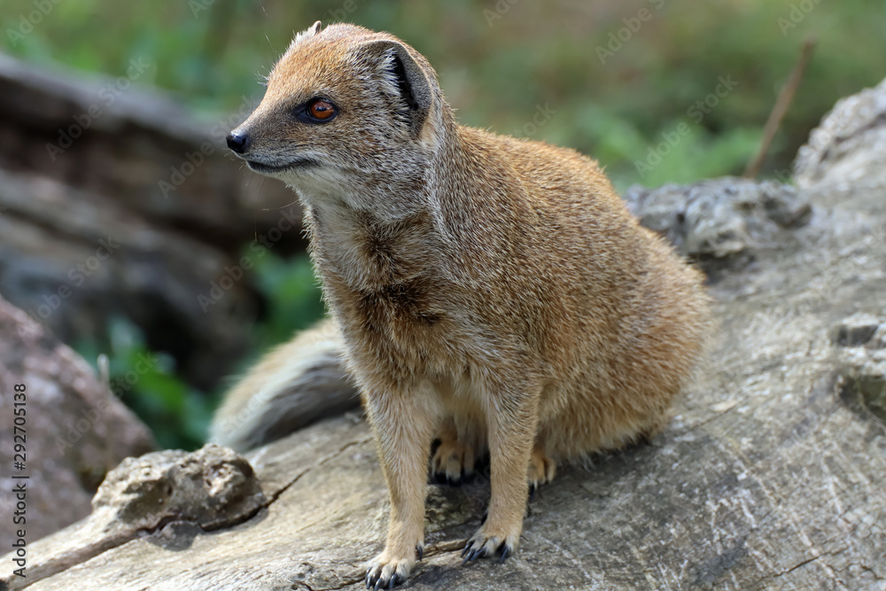 Fototapeta premium Mangouste jaune