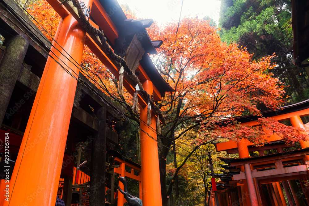 Fushimi Inari shrine with autumn leaf, Kyoto