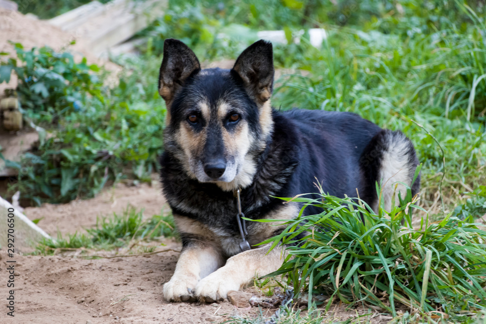 Sad dog The chain and fetters are not to anyone's joy. She is waiting for her master. Love your animals. We are responsible for those whom we tamed! Sad dog The chain and fetters are not to anyone's joy. She is waiting for her master. Love your animals. We are responsible for those whom we tamed!