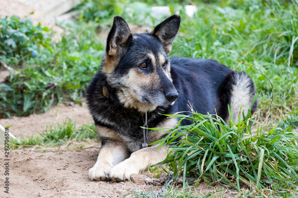 Sad dog The chain and fetters are not to anyone's joy. She is waiting for her master. Love your animals. We are responsible for those whom we tamed! Sad dog The chain and fetters are not to anyone's joy. She is waiting for her master. Love your animals. We are responsible for those whom we tamed!