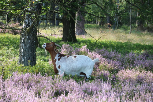 Ziege in der Lüneburger Heide  photo